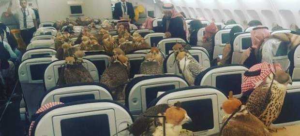 80 halcones viajan en aviÃ³n junto a su dueÃ±o, un prÃ­ncipe saudÃ­