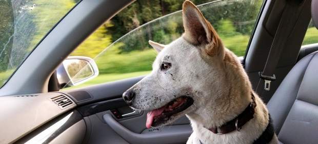 Viajar en coche con mascotas: así debes llevarlas 