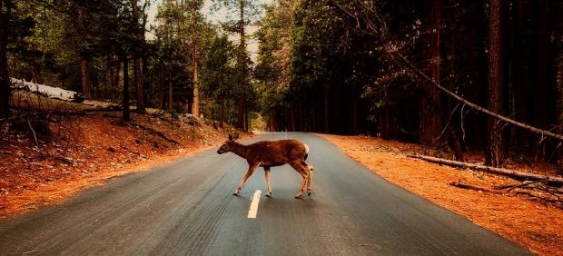 ¿Sabrías actuar si te cruzas con un animal en la carretera?